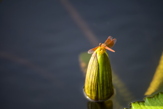 莲花蜻蜓