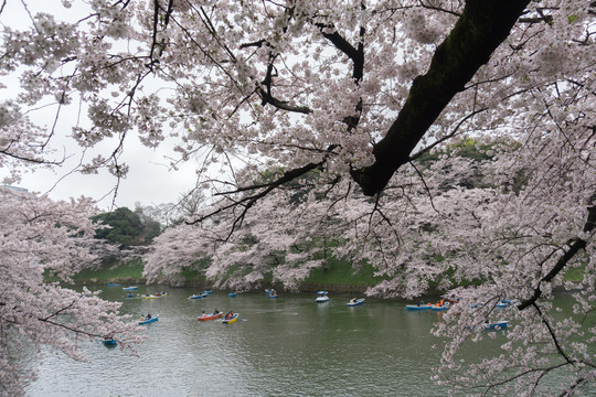 湖面上的樱花