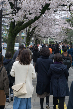 东京街头的樱花