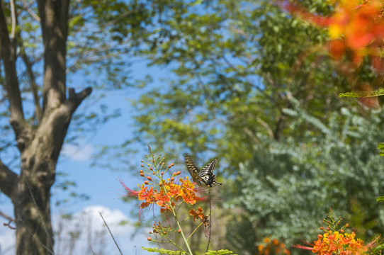 凤尾蝶花影