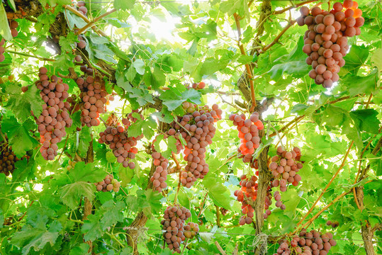红提葡萄成熟