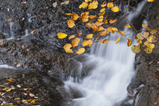 溪流落叶秋色自然景观