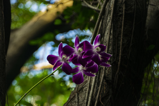 花卉特写