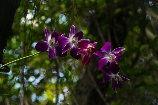 花卉特写