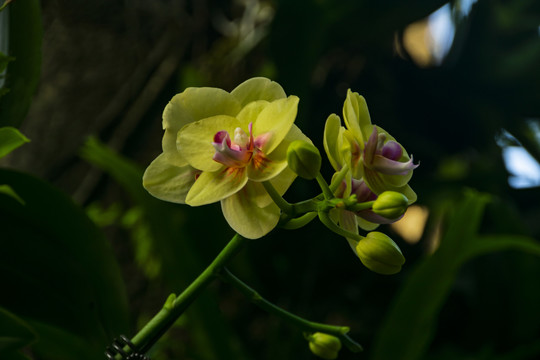 花卉特写