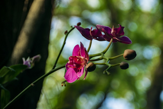 花卉特写