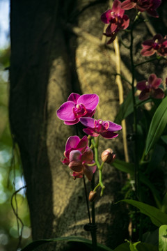 花卉特写