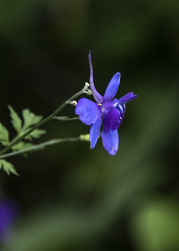 翠雀花