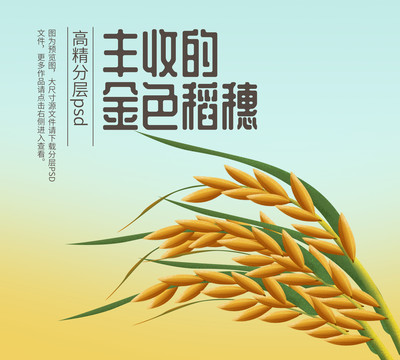 金黃稻穗