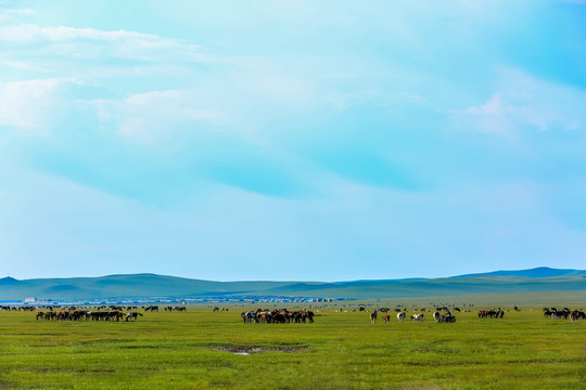 夏季草原牧场马群牛群