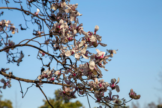 玉兰花