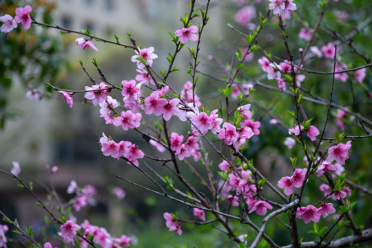 桃花