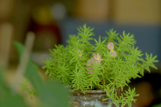 室内植物盆景盆栽佛甲草