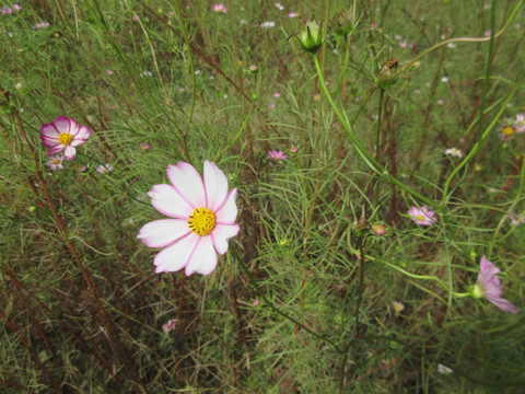 波斯菊