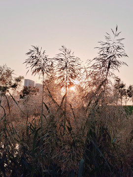 阳光照耀的芦苇