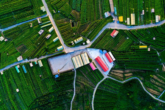 大泽山葡萄