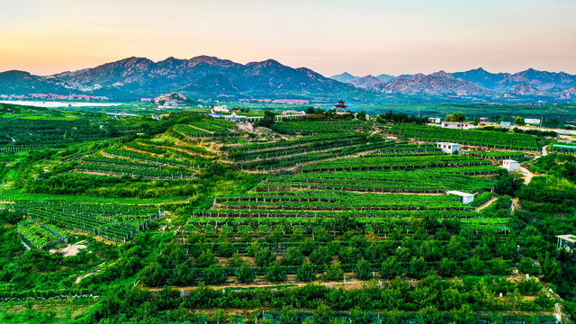 大泽山葡萄基地