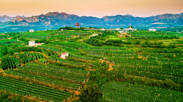 大泽山葡萄基地