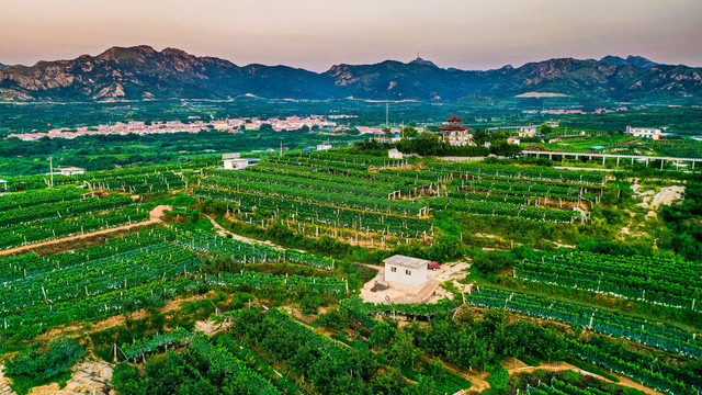 大泽山葡萄基地