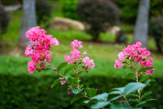 紫薇花