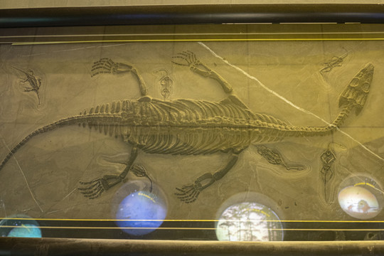 幻龙化石标本