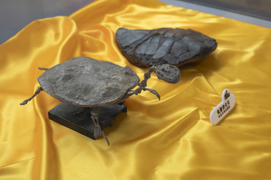 乌龟化石标本