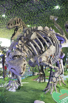 甲龙化石