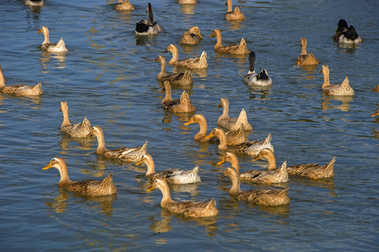 水里一群鸭子