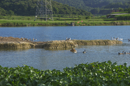 乡村池塘风景