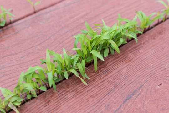 地板缝中长出的小草