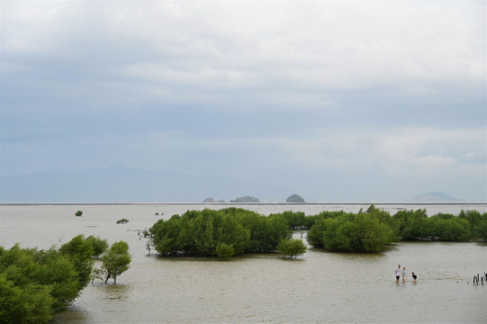 澄海红树林公园