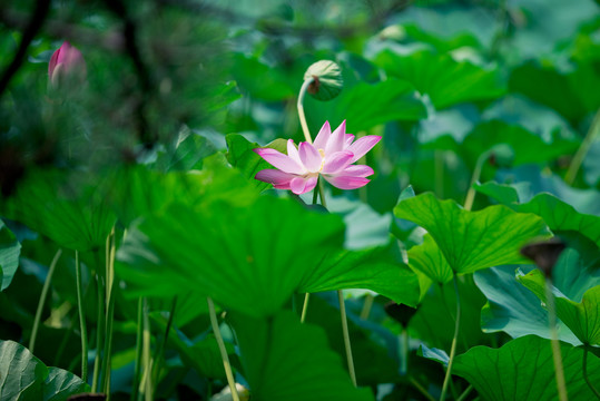 夏日荷花