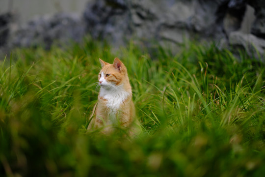 流浪猫