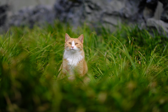 流浪猫