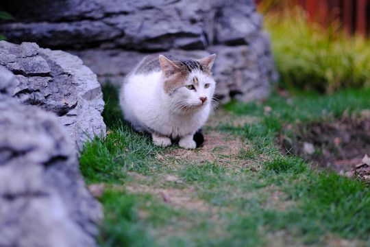 流浪猫