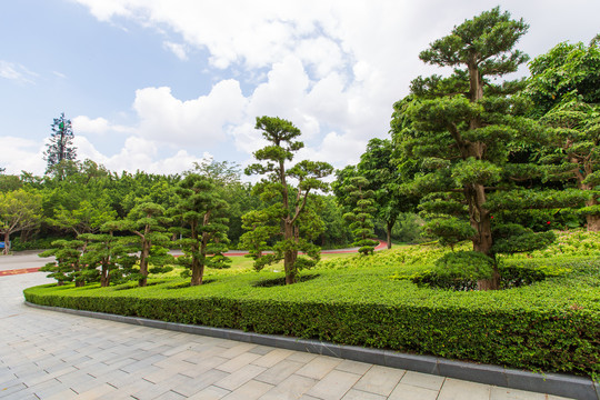 南宁青秀山风景区罗汉树