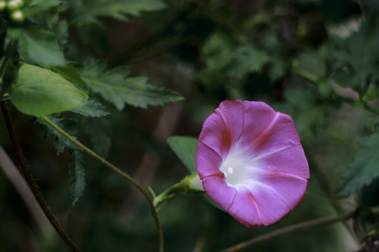 牵牛花