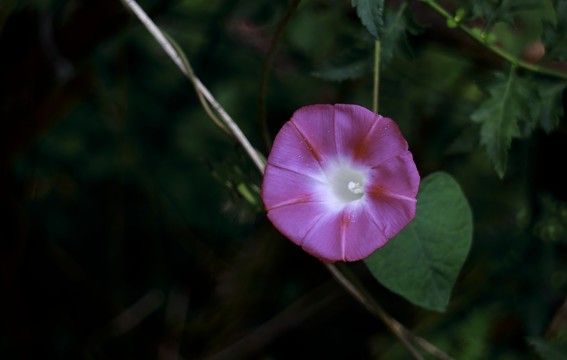 牵牛花