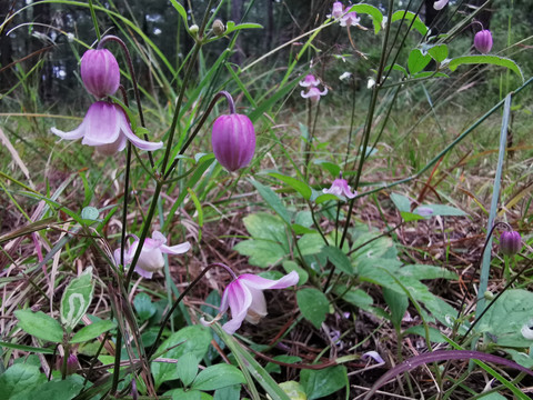 紫色野花