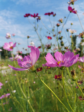 格桑花