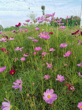 格桑花海