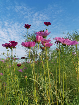 格桑花海