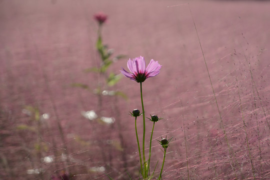 花草