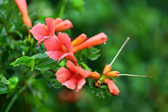 凌霄花