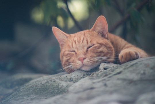 流浪猫咪