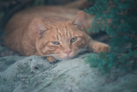 流浪猫咪