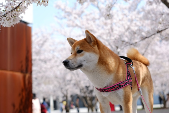 樱花与柴犬