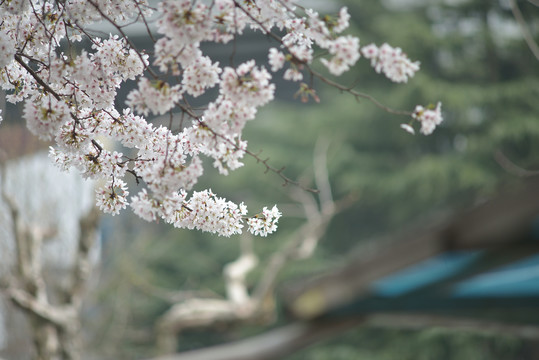 白色樱花盛开