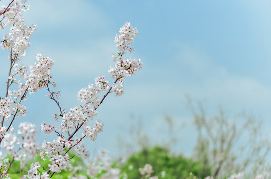 樱花素材