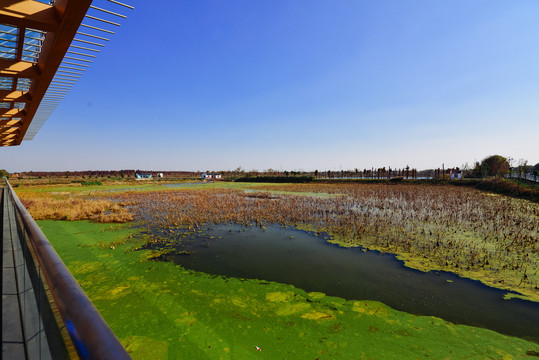 青西郊野公园湿地